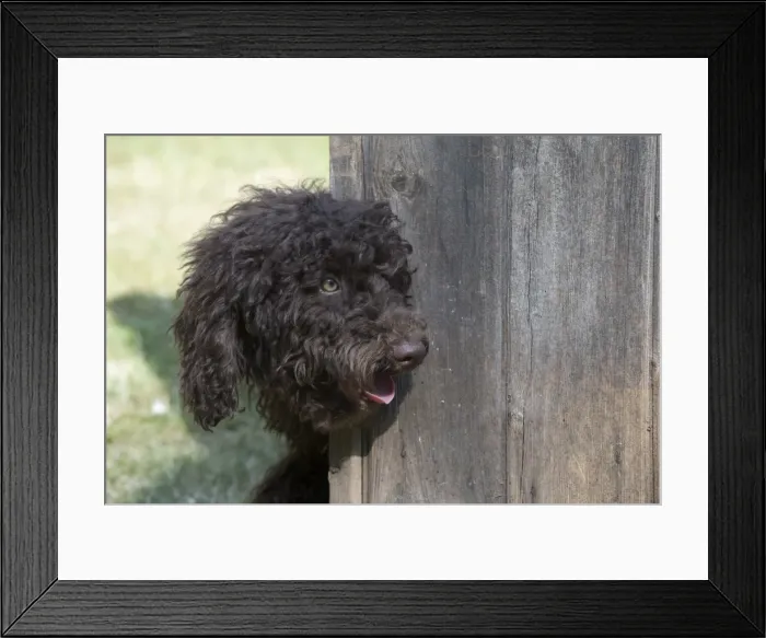 Framed Print : Picture No. 11772686 Framed Print : Picture No. 11772686