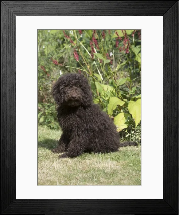 Framed Print : Picture No. 11772687 Framed Print : Picture No. 11772687