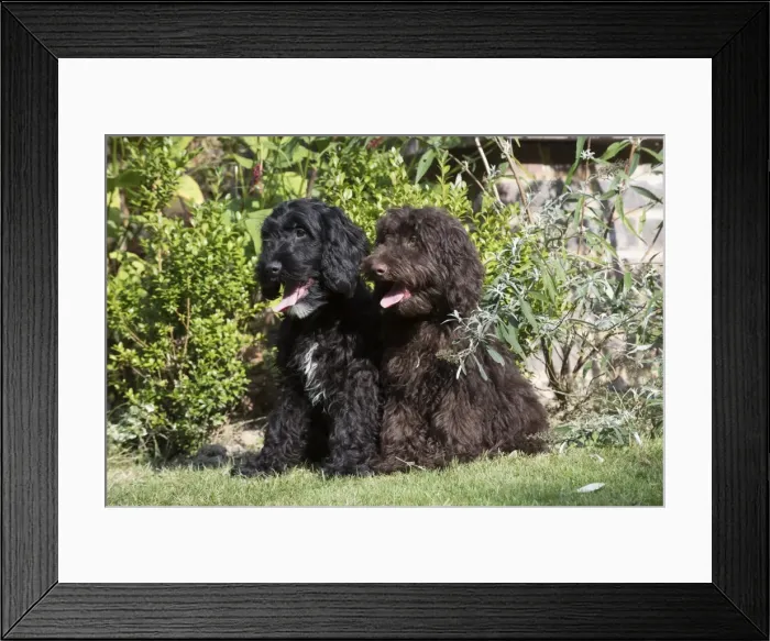 Framed Print : Picture No. 11772689 Framed Print : Picture No. 11772689