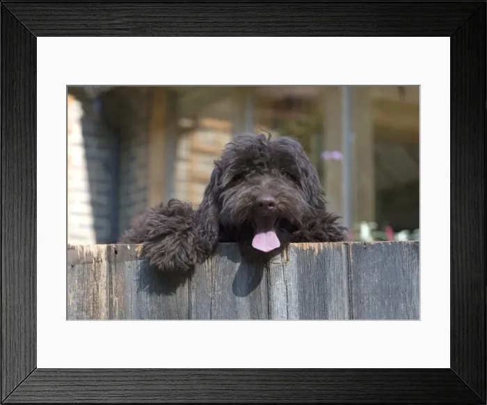 Framed Print : Picture No. 11772690 Framed Print : Picture No. 11772690
