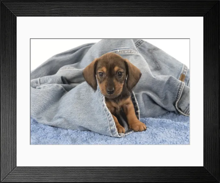 Framed Print : Picture No. 11772694 Framed Print : Picture No. 11772694