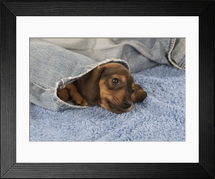 Framed Print : Picture No. 11772695 Framed Print : Picture No. 11772695