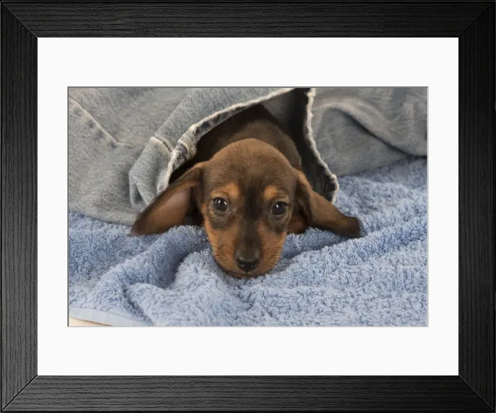 Framed Print : Picture No. 11772696 Framed Print : Picture No. 11772696