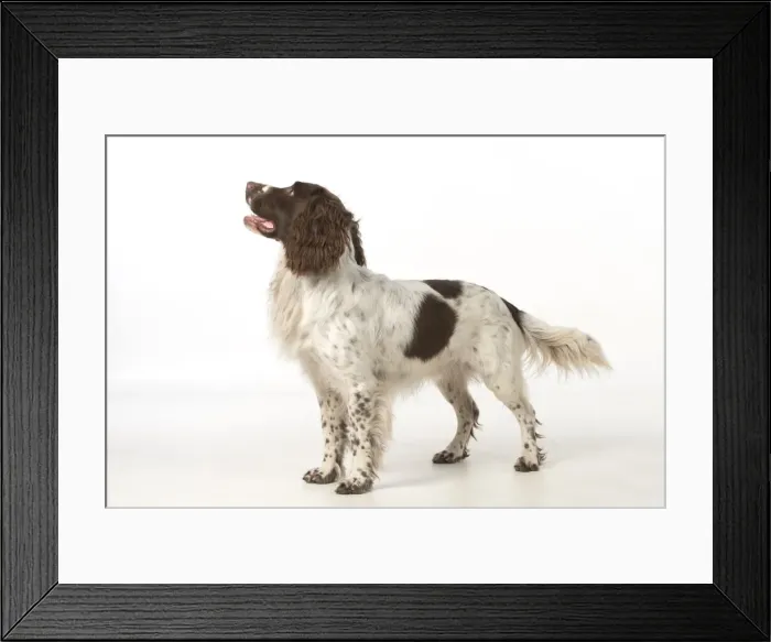 Framed Print : Picture No. 11772701 Framed Print : Picture No. 11772701