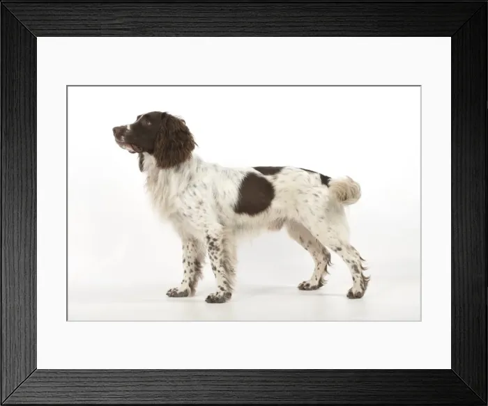 Framed Print : Picture No. 11772702 Framed Print : Picture No. 11772702