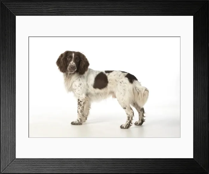 Framed Print : Picture No. 11772703 Framed Print : Picture No. 11772703