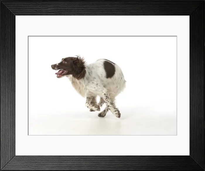 Framed Print : Picture No. 11772704 Framed Print : Picture No. 11772704