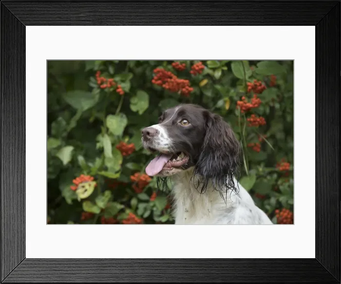 Framed Print : Picture No. 11772708 Framed Print : Picture No. 11772708