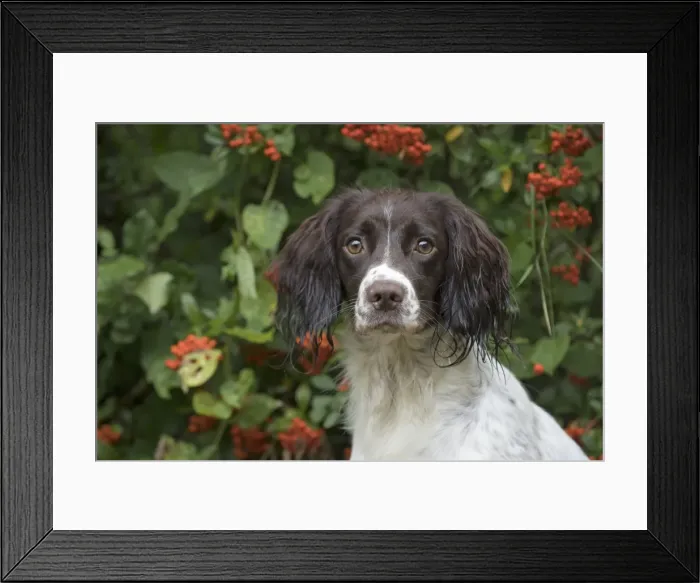 Framed Print : Picture No. 11772709 Framed Print : Picture No. 11772709
