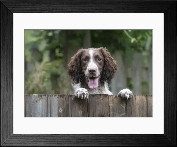 Framed Print : Picture No. 11772711 Framed Print : Picture No. 11772711