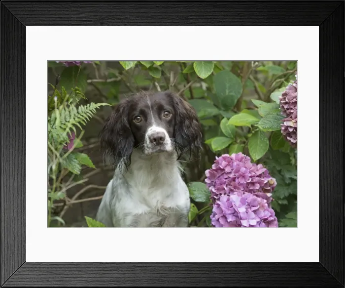 Framed Print : Picture No. 11772714 Framed Print : Picture No. 11772714