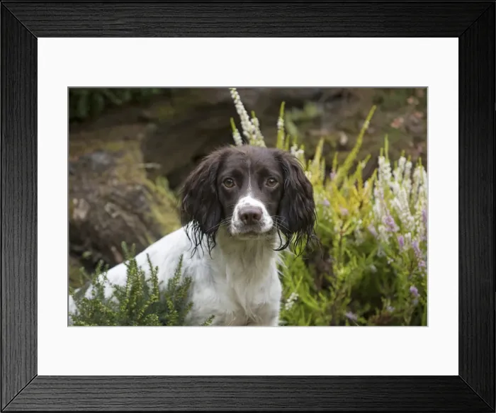 Framed Print : Picture No. 11772715 Framed Print : Picture No. 11772715