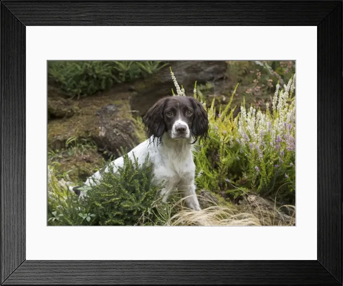 Framed Print : Picture No. 11772716 Framed Print : Picture No. 11772716