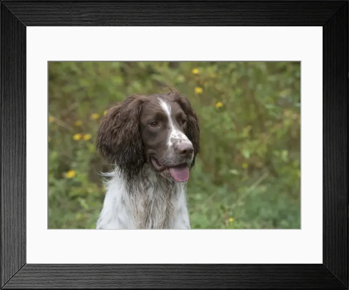 Framed Print : Picture No. 11772717 Framed Print : Picture No. 11772717