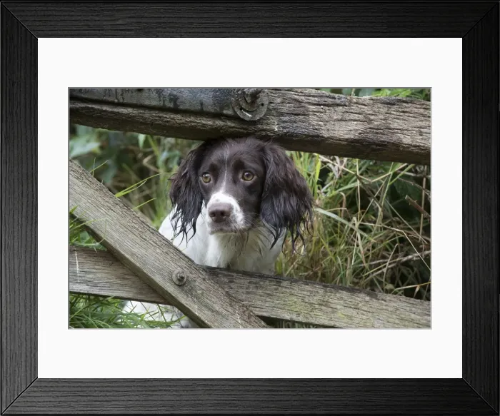 Framed Print : Picture No. 11772719 Framed Print : Picture No. 11772719