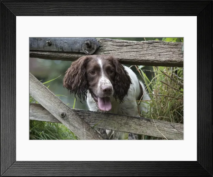 Framed Print : Picture No. 11772720 Framed Print : Picture No. 11772720