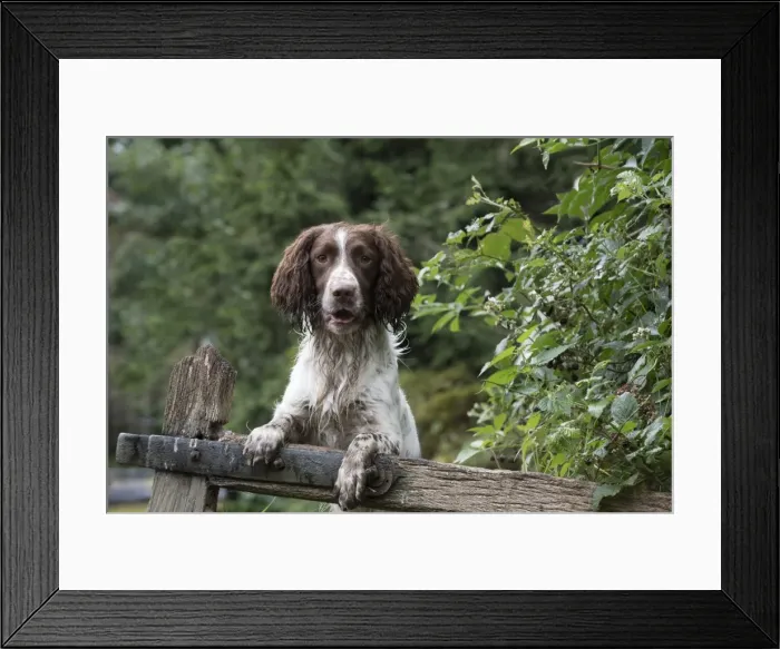 Framed Print : Picture No. 11772721 Framed Print : Picture No. 11772721