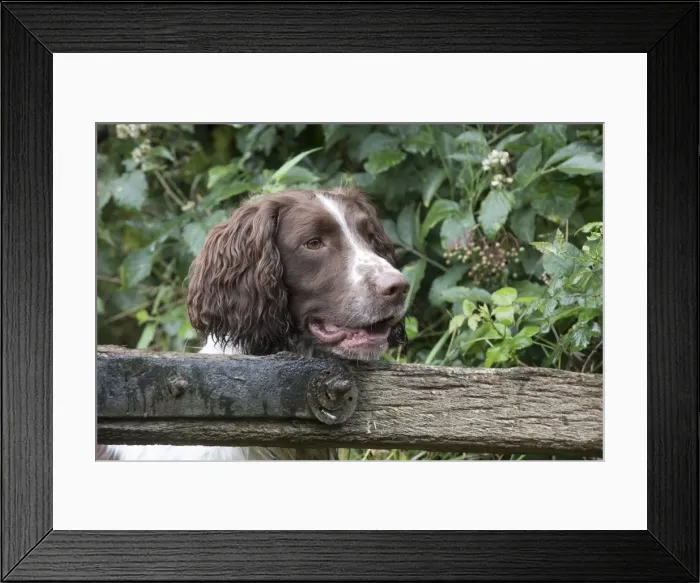 Framed Print : Picture No. 11772722 Framed Print : Picture No. 11772722
