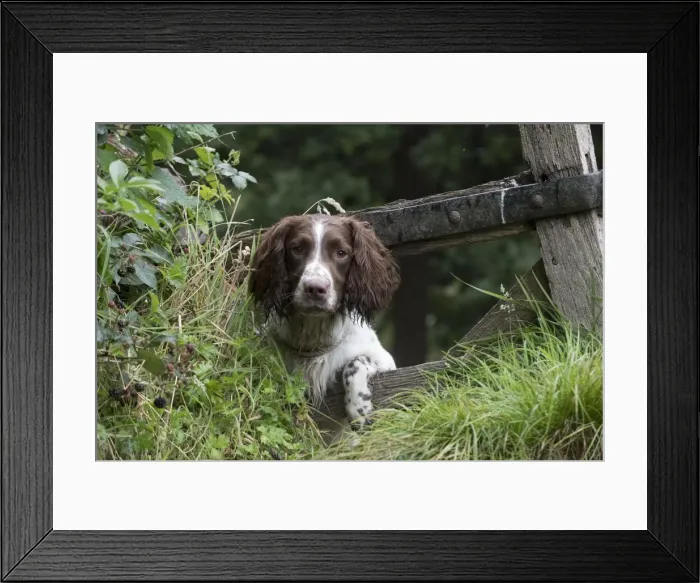 Framed Print : Picture No. 11772723 Framed Print : Picture No. 11772723