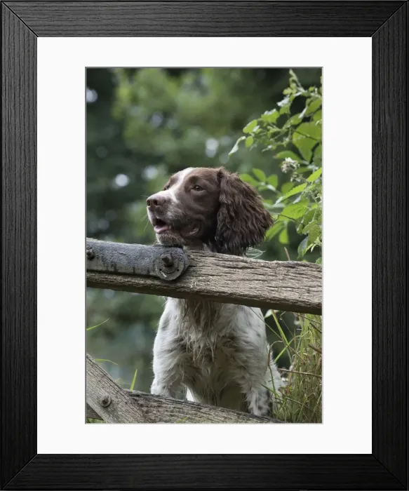 Framed Print : Picture No. 11772725 Framed Print : Picture No. 11772725