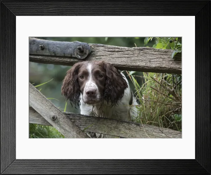 Framed Print : Picture No. 11772727 Framed Print : Picture No. 11772727