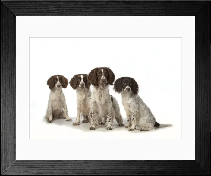 Framed Print : Picture No. 11772731 Framed Print : Picture No. 11772731