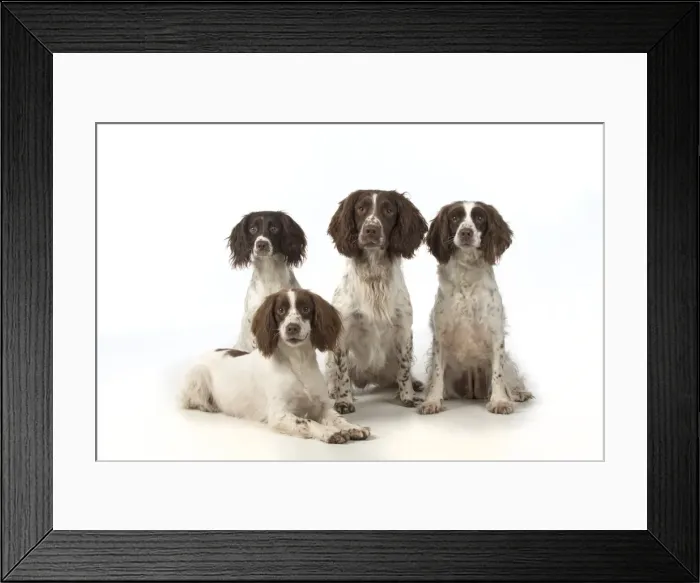 Framed Print : Picture No. 11772732 Framed Print : Picture No. 11772732