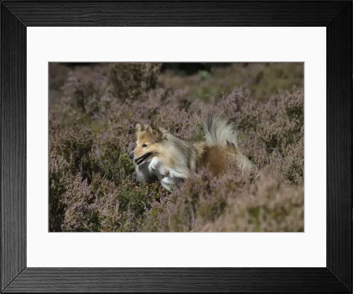 Framed Print : Picture No. 11772733 Framed Print : Picture No. 11772733