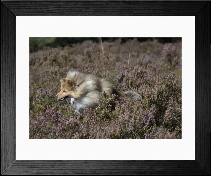 Framed Print : Picture No. 11772734 Framed Print : Picture No. 11772734