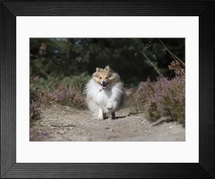 Framed Print : Picture No. 11772735 Framed Print : Picture No. 11772735