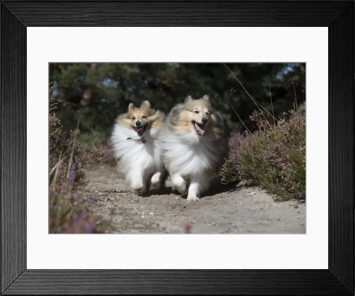Framed Print : Picture No. 11772738 Framed Print : Picture No. 11772738