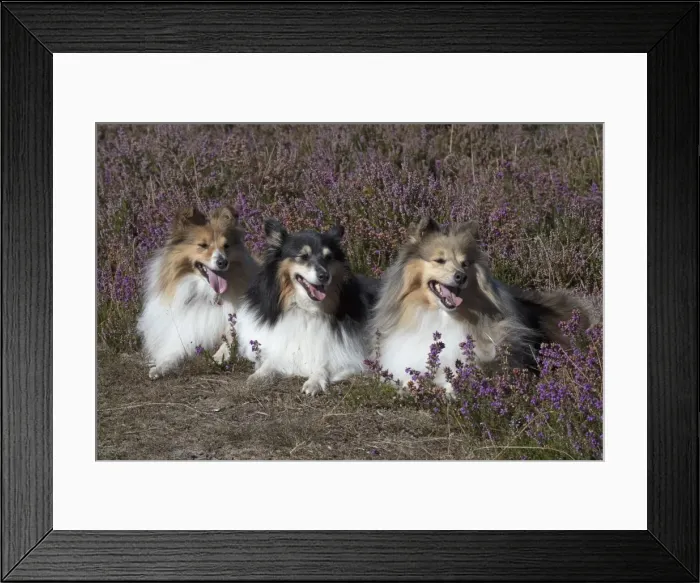 Framed Print : Picture No. 11772739 Framed Print : Picture No. 11772739