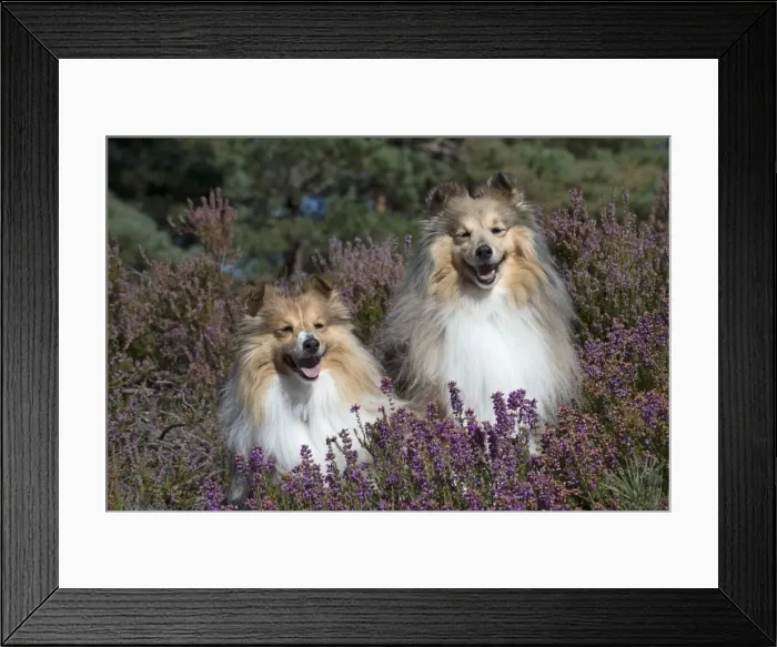 Framed Print : Picture No. 11772741 Framed Print : Picture No. 11772741