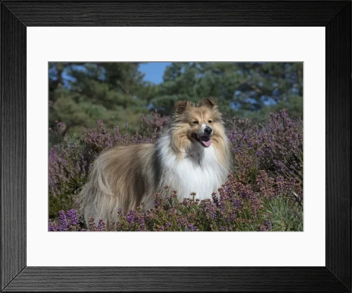 Framed Print : Picture No. 11772743 Framed Print : Picture No. 11772743