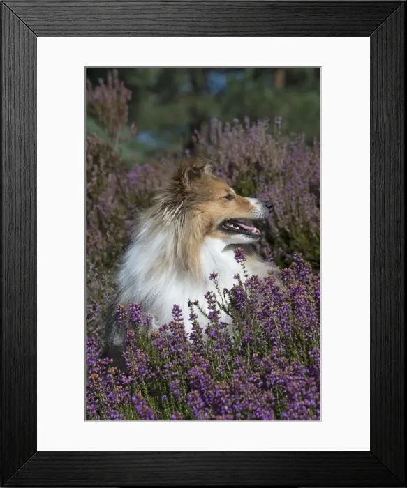 Framed Print : Picture No. 11772744 Framed Print : Picture No. 11772744