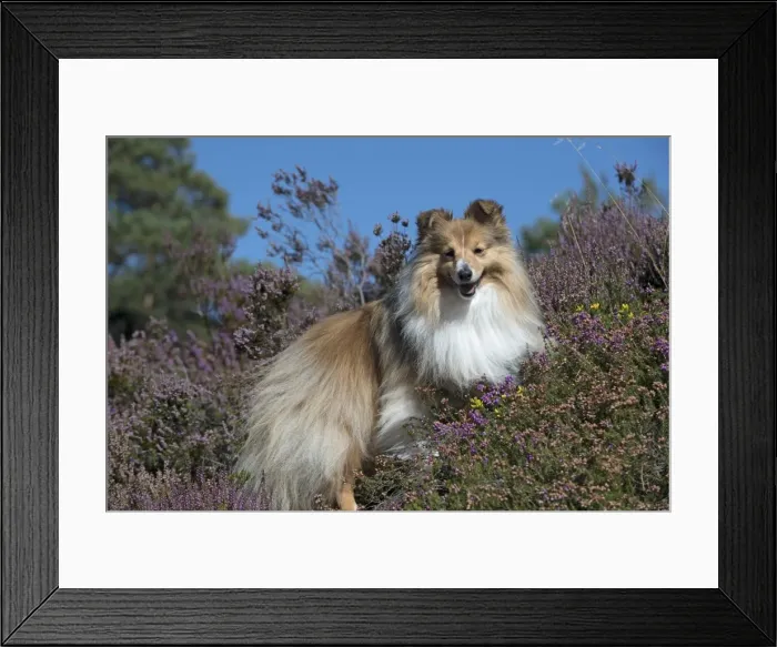 Framed Print : Picture No. 11772746 Framed Print : Picture No. 11772746