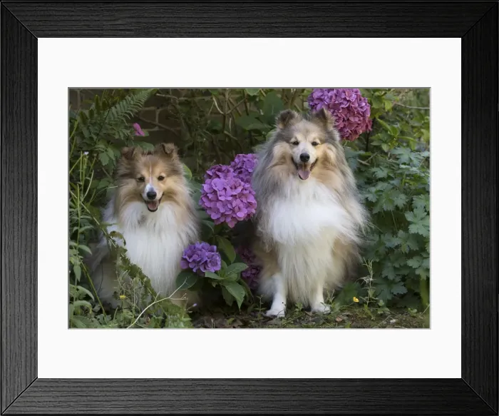 Framed Print : Picture No. 11772749 Framed Print : Picture No. 11772749