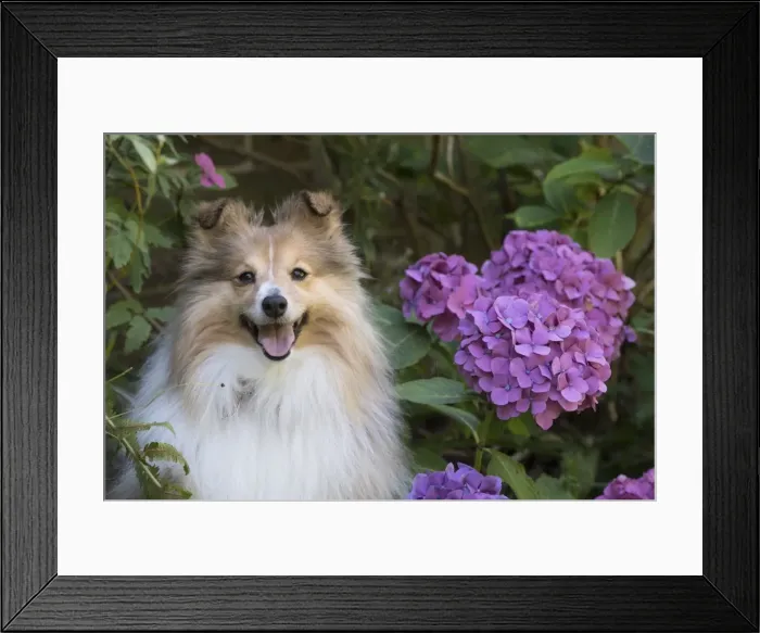 Framed Print : Picture No. 11772750 Framed Print : Picture No. 11772750
