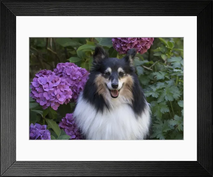 Framed Print : Picture No. 11772752 Framed Print : Picture No. 11772752