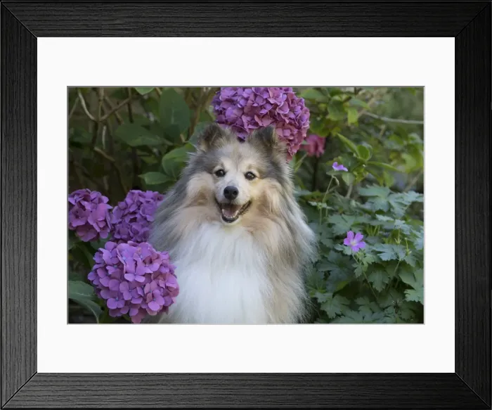 Framed Print : Picture No. 11772753 Framed Print : Picture No. 11772753