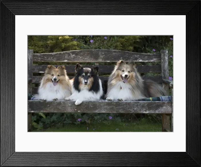 Framed Print : Picture No. 11772754 Framed Print : Picture No. 11772754