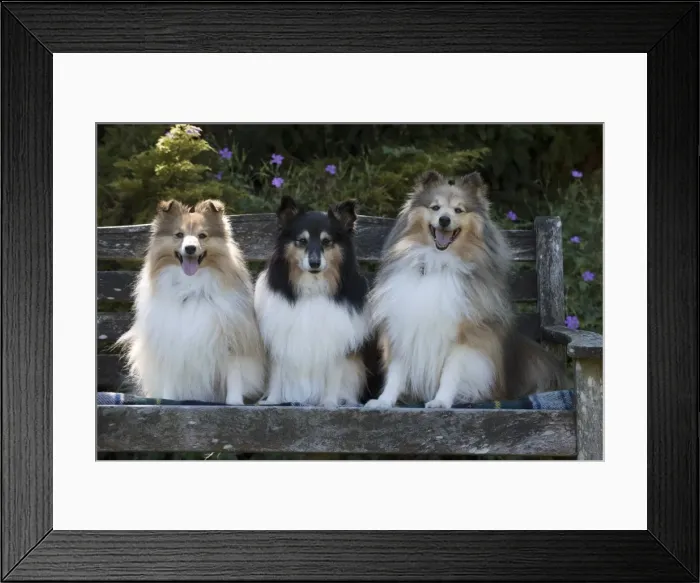 Framed Print : Picture No. 11772756 Framed Print : Picture No. 11772756