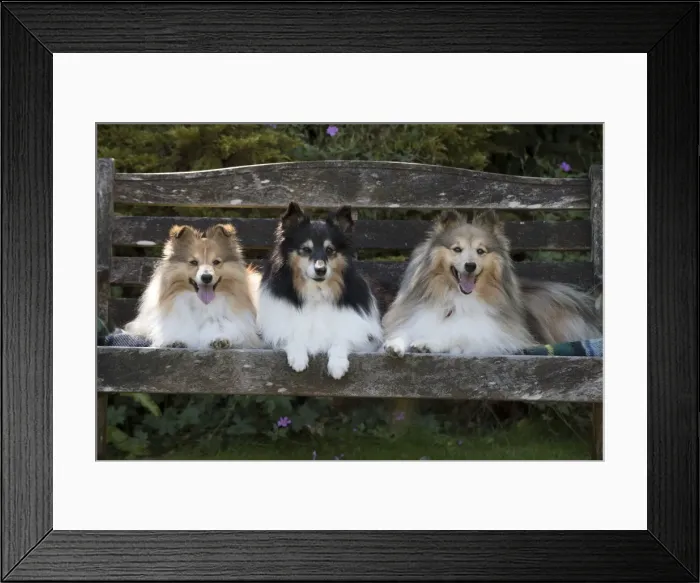 Framed Print : Picture No. 11772757 Framed Print : Picture No. 11772757