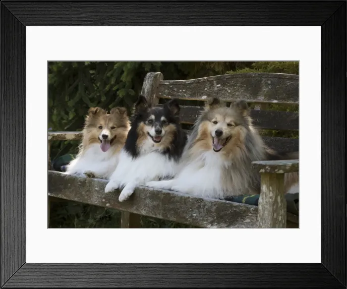 Framed Print : Picture No. 11772758 Framed Print : Picture No. 11772758