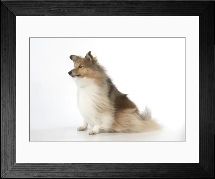 Framed Print : Picture No. 11772762