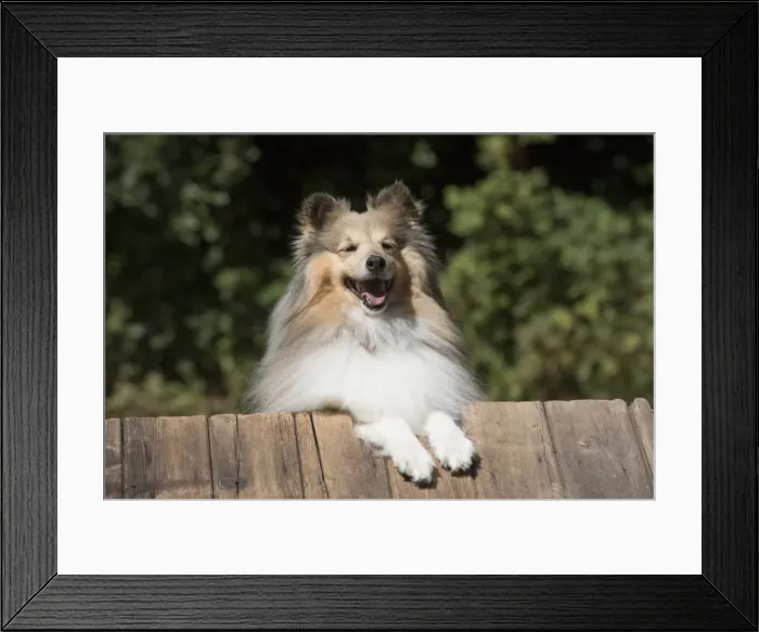 Framed Print : Picture No. 11772761 Framed Print : Picture No. 11772761