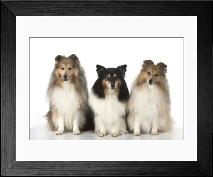 Framed Print : Picture No. 11772765 Framed Print : Picture No. 11772765