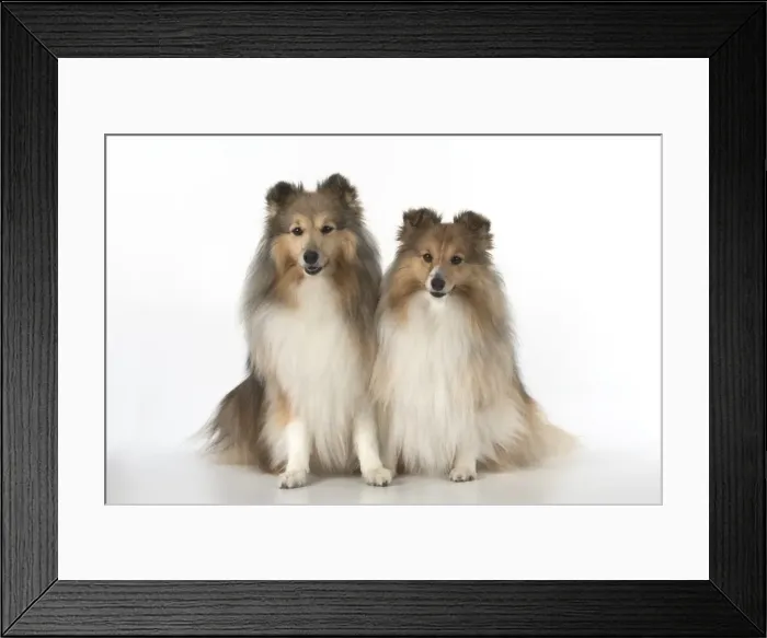 Framed Print : Picture No. 11772768 Framed Print : Picture No. 11772768