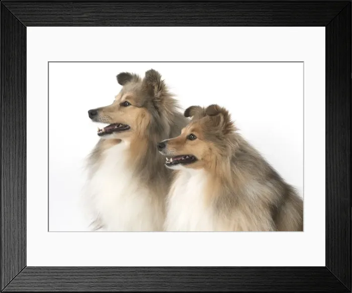 Framed Print : Picture No. 11772769 Framed Print : Picture No. 11772769