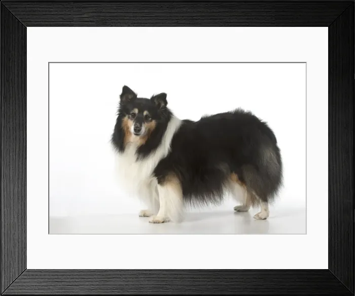 Framed Print : Picture No. 11772770